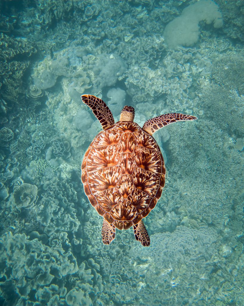 Beautiful shot of a Hawksbill sea turtle