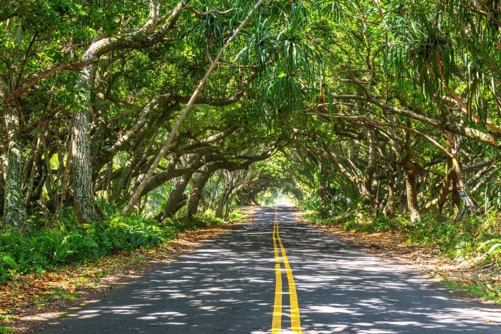 Tree canopy over road to Hilo harbor in Hilo Hawaii