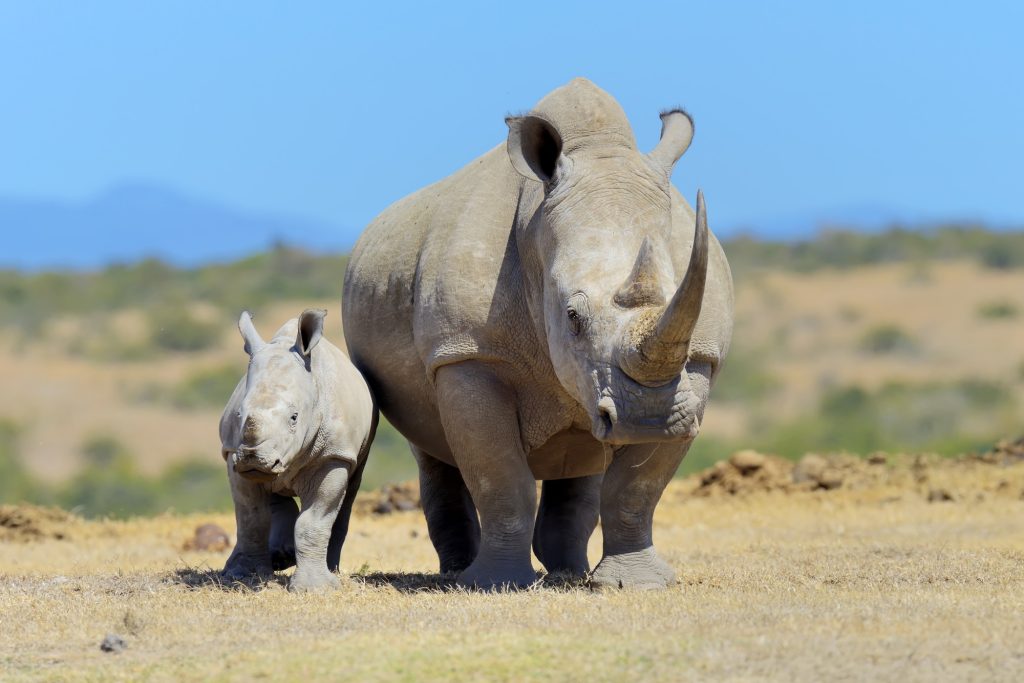 African white rhino