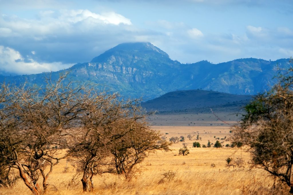 Savannah landscape in the National park of Kenya